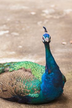 beautiful peacock lay down