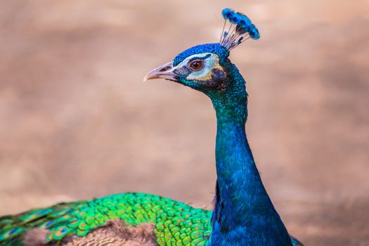 beautiful peacock head close up