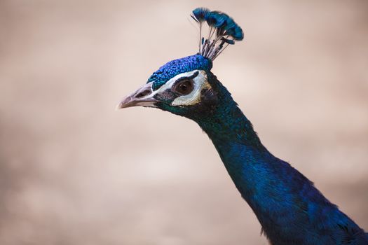portrait of beautiful peacock head close up