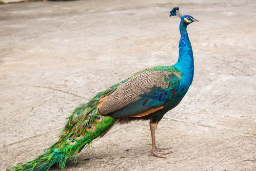 portrait of beautiful peacock