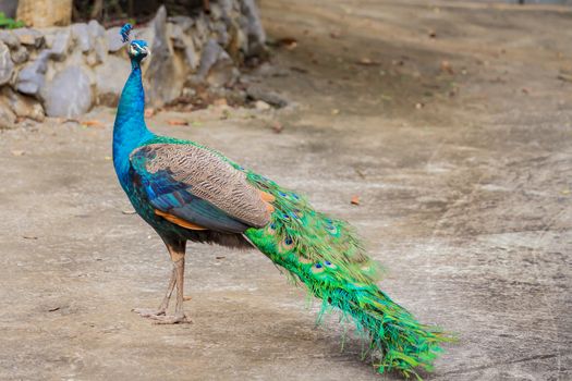 portrait of beautiful peacock