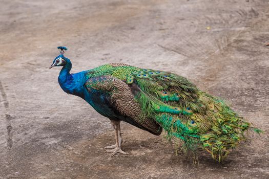 portrait of beautiful peacock stand on ground