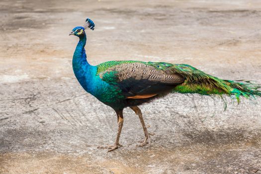 portrait of beautiful peacock