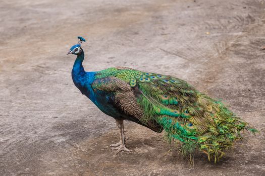 portrait of beautiful peacock stand on ground