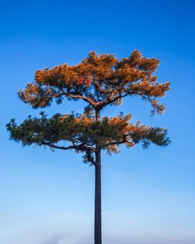 Pine or PINACEAE tree and blue sky
