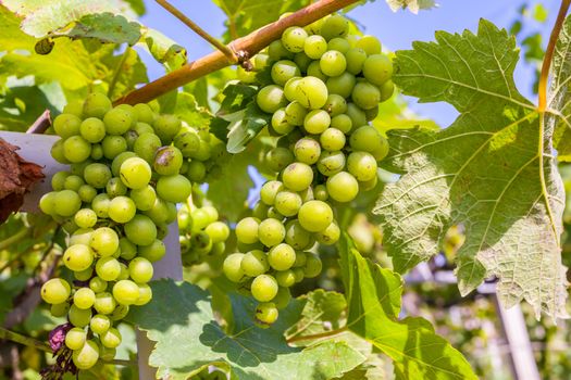 bunch of grapes on with green leaves