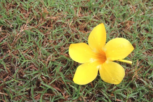 allamanda the grassland with dew drops on the morning.