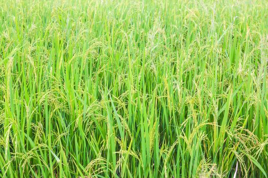 rice field