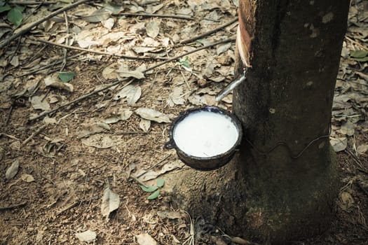 milk of rubber tree flows into a bowl