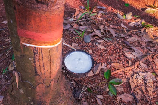 milk of rubber tree flows into a bowl