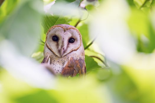 Barn Owl in tree
