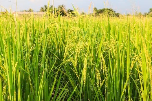 rice field