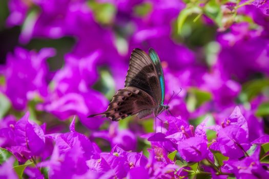 Blue Swallowtail Butterfly flying between pink flowers