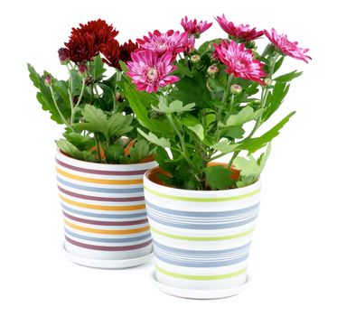 Pink and Ruby Colored Daisy Chrysanthemum (Chrysantheme) in Striped Pots isolated on white background