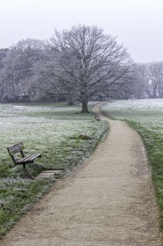 A view along a path in a park or heath on a frosty winters morning