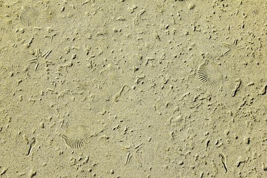 Sand and sea shell fossil texture ideal for a sea fish or beach themed background