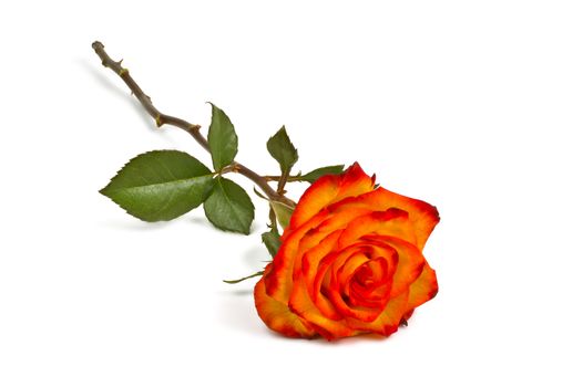 Lonely red-yellow rose on a white background