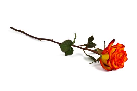 Lonely red-yellow rose on a white background