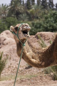 Camel in Marrakesch, Morocco wearing a harnes and saddle for transportation and use as a pack animal to carry loads