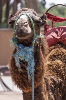 Camel in Marrakesch, Morocco wearing a harnes and saddle for transportation and use as a pack animal to carry loads