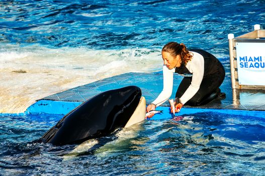 MIAMI,US - JANUARY 24,2014: Lolita,the killer whale at the Miami Seaquarium.Founded in 1955,the oldest oceanarium in the United States,the facility receives over 500,000 visitors annually 