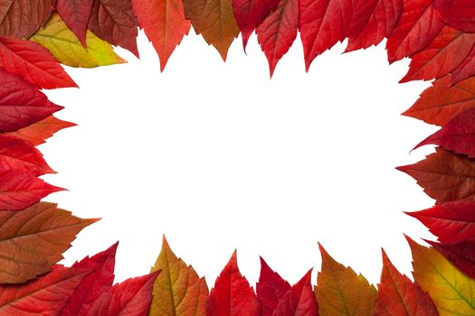 Autumn leaves frame on white background. Virginia creeper leaves. Top view