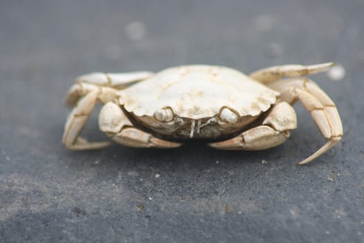 Close-up of a dead beach crab (Carcinus maenas)