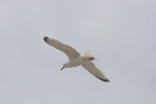 Close-up of a flying gull, with blue sky background