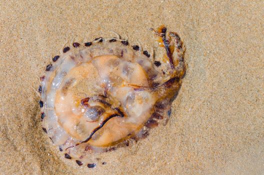 Jellyfish, which was rinsed on the state of the bay, dries now in the sun. 