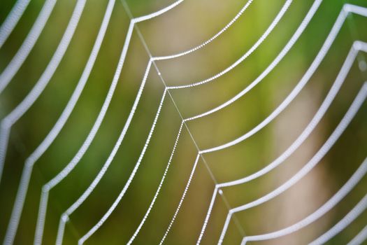 extreme closeup of spiderweb with dew waterdrops - shallow depth of field