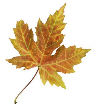 Closeup of brightly colored autumn leaf isolated colorful on white background3