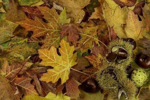 Colorful and bright background with fallen autumn leaves and chestnuts