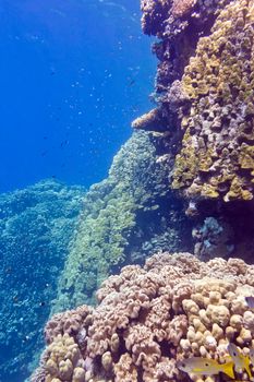 coral reef with porites corals and goatfishes at the bottom of tropical sea on blue water background