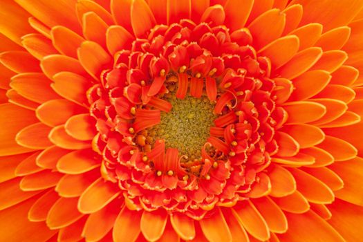 single flower of orange gerbara macro