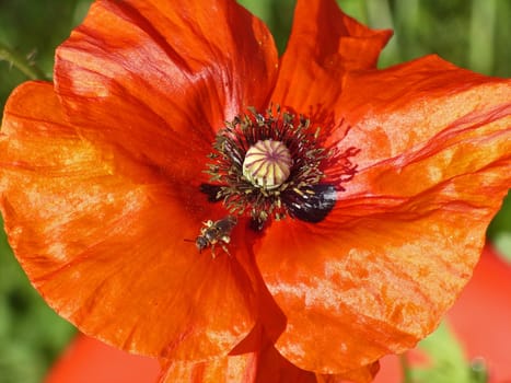 Red poppy flower on green grass background and bee