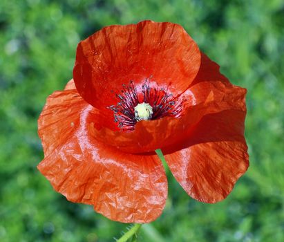 Red poppy flower on green grass background