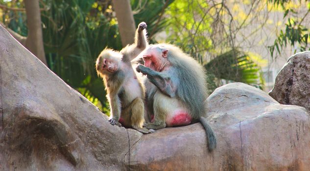 Baboon Monkey living, eating and playing in the Savanna standing on mountains and rocks