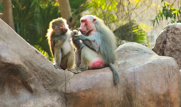 Baboon Monkey living, eating and playing in the Savanna standing on mountains and rocks