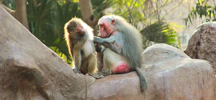 Baboon Monkey living, eating and playing in the Savanna standing on mountains and rocks