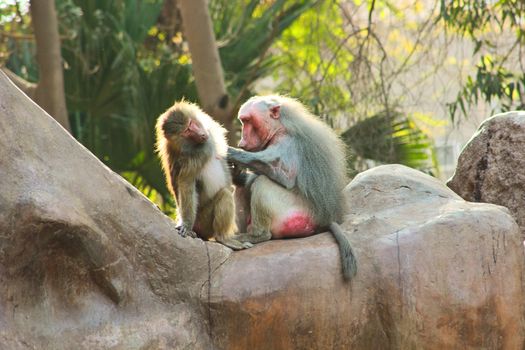 Baboon Monkey living, eating and playing in the Savanna standing on mountains and rocks