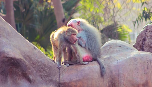 Baboon Monkey living, eating and playing in the Savanna standing on mountains and rocks