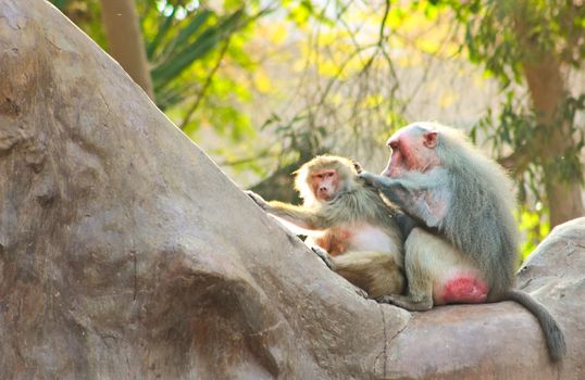 Baboon Monkey living, eating and playing in the Savanna standing on mountains and rocks