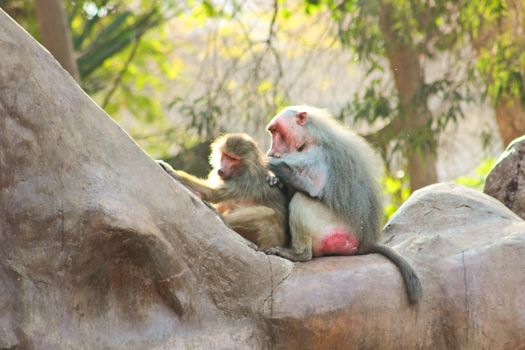 Baboon Monkey living, eating and playing in the Savanna standing on mountains and rocks