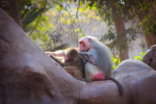 Baboon Monkey living, eating and playing in the Savanna standing on mountains and rocks