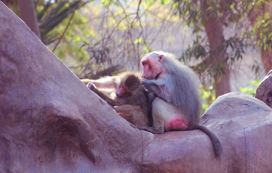 Baboon Monkey living, eating and playing in the Savanna standing on mountains and rocks