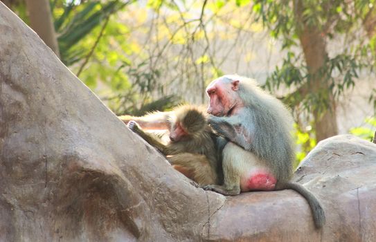 Baboon Monkey living, eating and playing in the Savanna standing on mountains and rocks