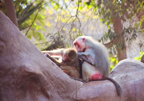 Baboon Monkey living, eating and playing in the Savanna standing on mountains and rocks