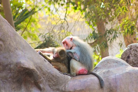 Baboon Monkey living, eating and playing in the Savanna standing on mountains and rocks