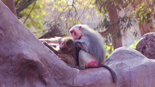 Baboon Monkey living, eating and playing in the Savanna standing on mountains and rocks