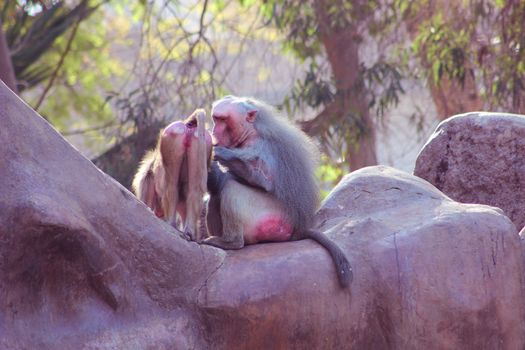 Baboon Monkey living, eating and playing in the Savanna standing on mountains and rocks